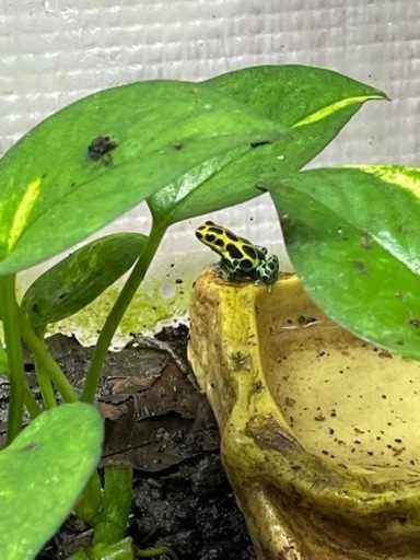 ヤドクガエル　バリアビリスサザン　オイヤポッキ