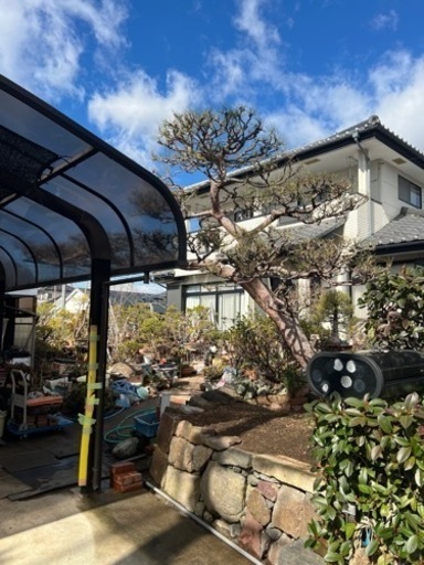 商談中　赤松　門被り　植木　庭木