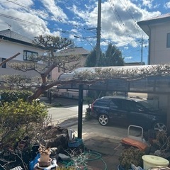 商談中　赤松　門被り　植木　庭木