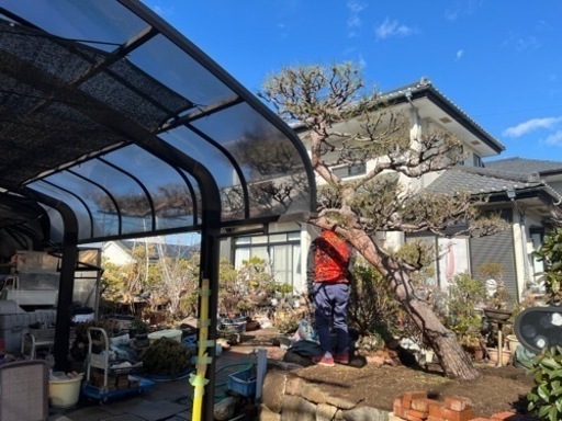 商談中　赤松　門被り　植木　庭木
