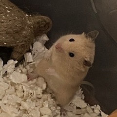 キンクマハムスターオス4ヶ月
