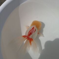 金魚（オランダ獅子頭）