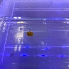 海水魚#3