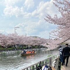 新川千本桜「お花見和船運航」のお知らせ