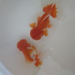 金魚（オランダ獅子頭）ペア