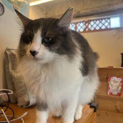 里親さん募集中！長毛・甘えん坊猫