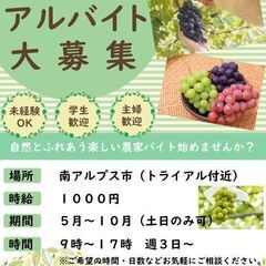 土日のみも大歓迎！　畑での袋かけ収穫、売店での出荷作業など農家さ...