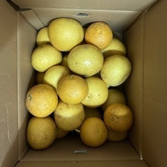 【受付再開・大幅値下げしました！】美味しい！今まさに旬の高級フルーツ、土佐文旦（とさ　ぶんたん）。不揃いですが中〜大粒５個入り500円と激安でお譲りします！　先着4名様まで。まとめて購入時お得な割引あり 最大20個1800円は破格！（※1名様のみ）。　食品の画像