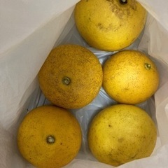 【受付再開・大幅値下げしました！】美味しい！今まさに旬の高級フルーツ、土佐文旦（とさ　ぶんたん）。不揃いですが中〜大粒５個入り500円と激安でお譲りします！　先着4名様まで。まとめて購入時お得な割引あり 最大20個1800円は破格！（※1名様のみ）。　食品の画像