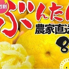 【受付再開・大幅値下げしました！】美味しい！今まさに旬の高級フルーツ、土佐文旦（とさ　ぶんたん）。不揃いですが中〜大粒５個入り500円と激安でお譲りします！　先着4名様まで。まとめて購入時お得な割引あり 最大20個1800円は破格！（※1名様のみ）。　食品の画像