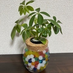 シェフレラ　カポック水耕栽培