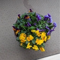 生活雑貨 家庭用品 ガーデニングの画像