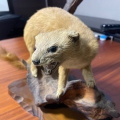 【値下げしました！】✴︎テンの剥製✴︎の画像