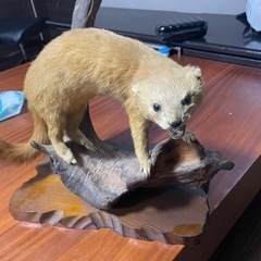 【値下げしました！】✴︎テンの剥製✴︎の画像