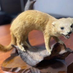 【値下げしました！】✴︎テンの剥製✴︎の画像
