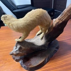 【値下げしました！】✴︎テンの剥製✴︎の画像