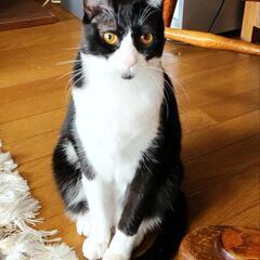 遊び姿がとてもかわいい　シャイなチーズ