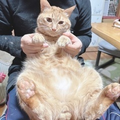 びびり猫 はっさくくん