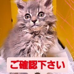 ねこちゃん達のお見合い(⋈◍＞◡＜◍)。✧♡ (譲渡会・里親会）第8回
