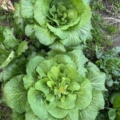 野菜大好きさんの募集