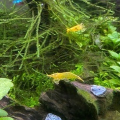 イエローシュリンプの画像