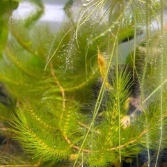 イエローシュリンプの画像