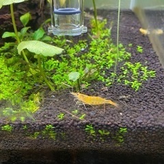 イエローシュリンプの画像