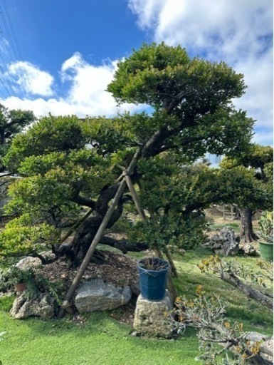 黒木　くるち　園