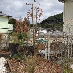 剪定、伐採、庭木の事はなんでもお任せください！現地見積もり無料、出張費無料　お庭のなんでも屋さんです - 便利屋