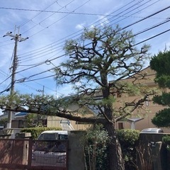 剪定、伐採、庭木の事はなんでもお任せください！現地見積もり無料、...