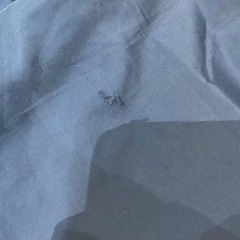 値下げ スポーツ ジャージ  コンバース 160センチの画像