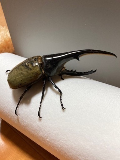 ヘラクレスオオカブト成虫