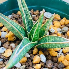 希少種【観葉植物】サンスベリア・ケニア（2.5号スリット鉢つき）