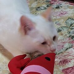 元気よくやんちゃな可愛い保護猫ちゃんですよ。