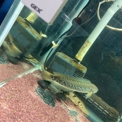 スネークヘッド　コウタイ　熱帯魚　
