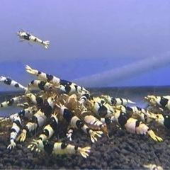 ブラックビーシュリンプ（観賞用エビ)