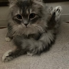 保護猫