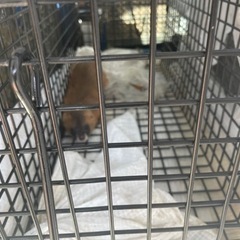 害獣（ネズミ、イタチ、アライグマ）対策工事