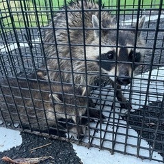 （ネズミ、イタチ、アライグマ）対策工事