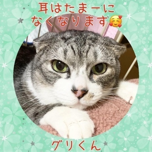 超ビビりなサバ白君【譲渡会参加】 (さち猫福岡) 福岡の猫の里親募集