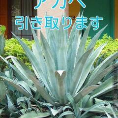 ✨✨✨【 他県ok / 無料 】アガベ 引き取りさせていた…