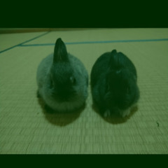 うさぎさんの飼い主募集してます