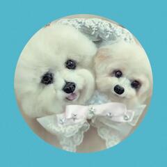 羊毛フェルト教室Atelier★犬犬の画像