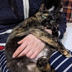 猫キキ（11歳）♀里親募集 - 小牧市