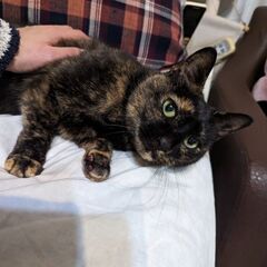 猫キキ（11歳）♀里親募集 - 猫
