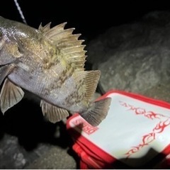 メバリング、アジングしてる方ご教授頂きたいです。