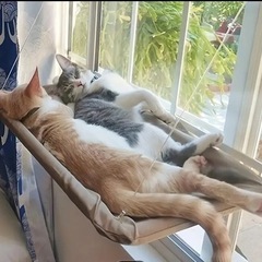 快適な猫窓ハンモック - 猫用の居心地の良い窓取り付け式ハンモックベッドの画像