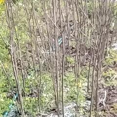 柿 苗木