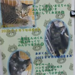 1歳過ぎ　人がとっても大好き、甘えん坊なキジトラの天元くん【5月...