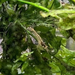 ミナミヌマエビ　10匹　